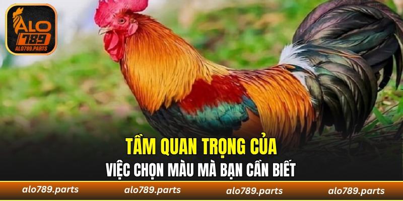4 lý do khiến các sư kê rất quan trọng việc chọn màu