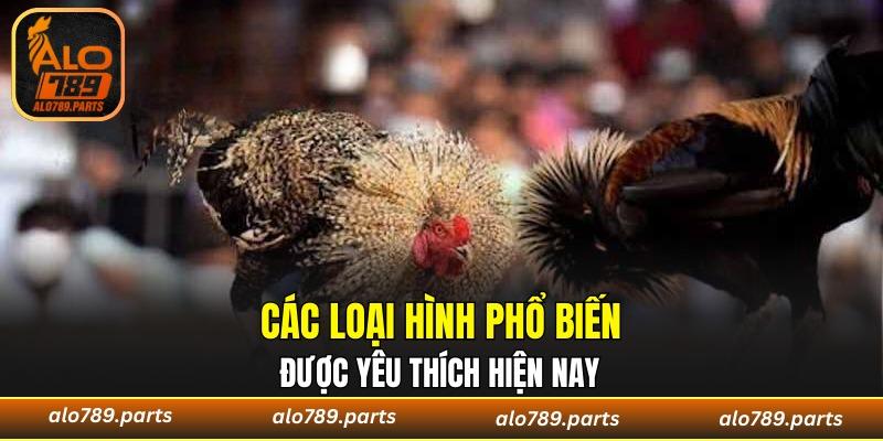 Các loại hình đá gà phổ biến được nhiều player ưa chuộng 