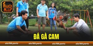 Đá Gà Cam - Bật Mí Bí Quyết Thắng Lớn Đến Các Kê Thủ