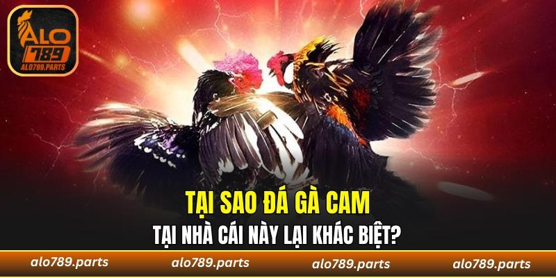 Đỉnh cao trải nghiệm không thể bỏ qua của các kê thủ