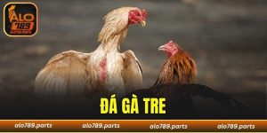 Giới thiệu đá gà tre tại ALO789