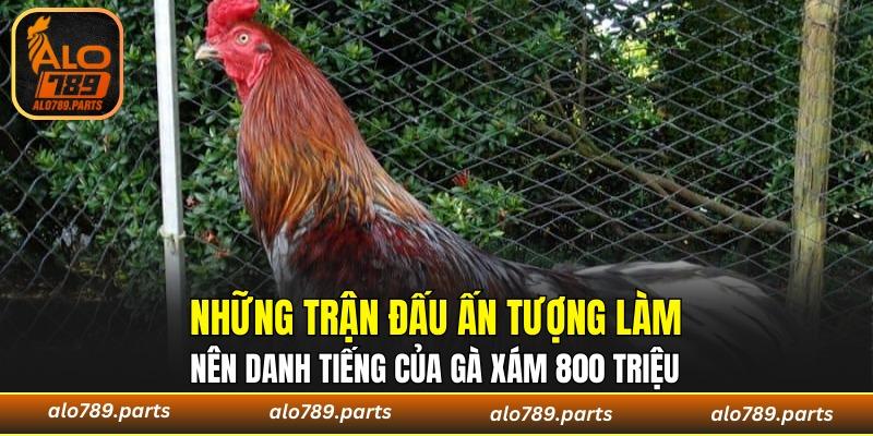 Những màn trình diễn mãn nhãn của gà Xám