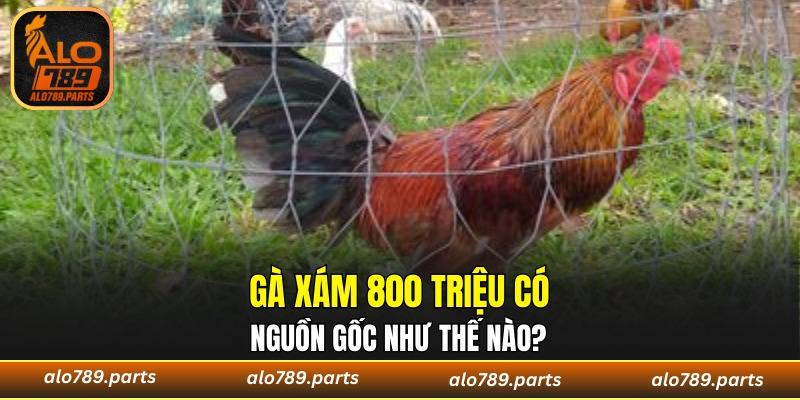 Tìm hiểu về nguồn gốc của chiến kê đắt giá này
