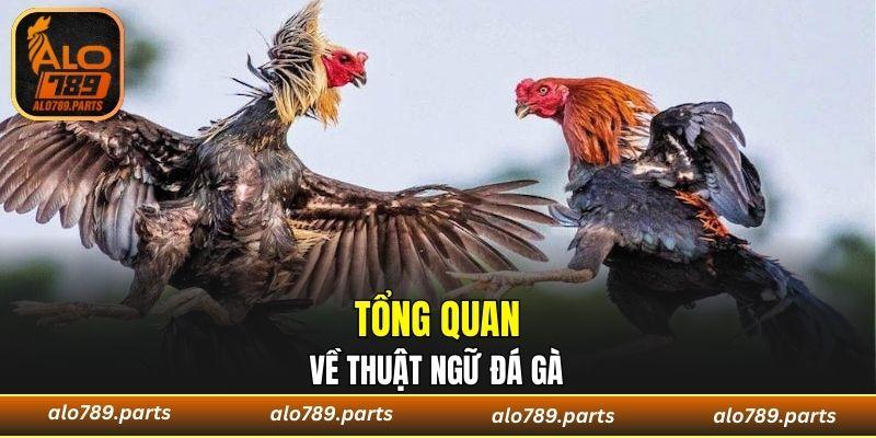 Tổng quan về thuật ngữ đá gà 