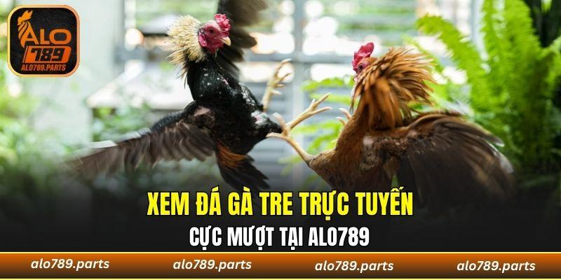 Xem đá gà tre trực tuyến tại ALO789 vô cùng hấp dẫn
